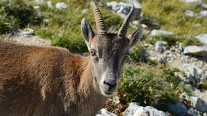 Plombier Voiron